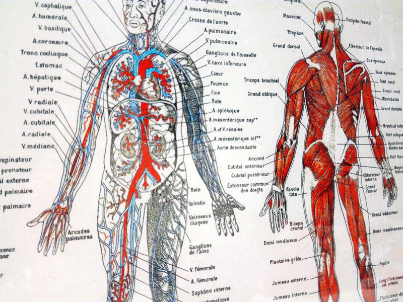 cuadro lamina anatomia medico tela cristal metal 31.5x41.4x2 1u